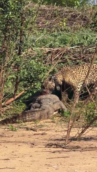 Ousado dragging his victim inland.