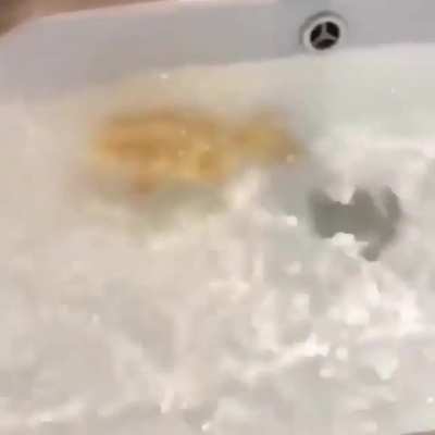 Underwater Zoomies