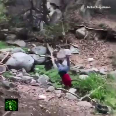 Tarzan