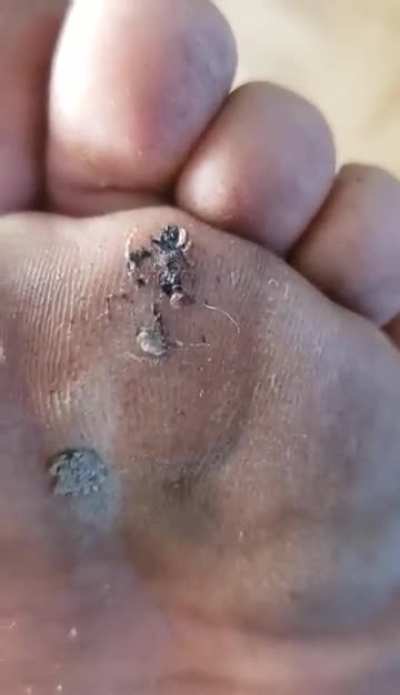 Just a little jumping spider she chased down