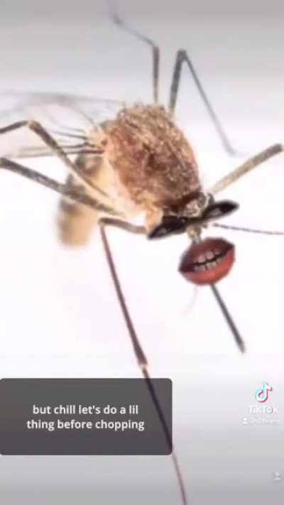 Mosquito Rap