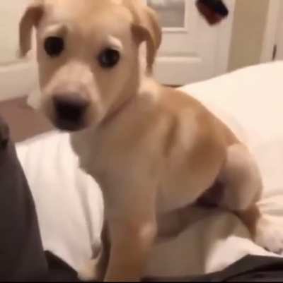 Incoming “what the dog doin?”comments