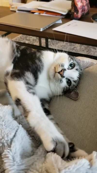 Finn kneads your attention