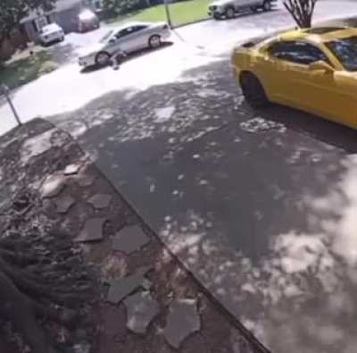 Would you rather survive a dog attack or getting hit by a car?
