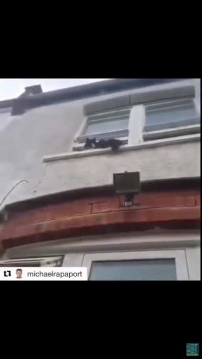 That’s a wired looking cat