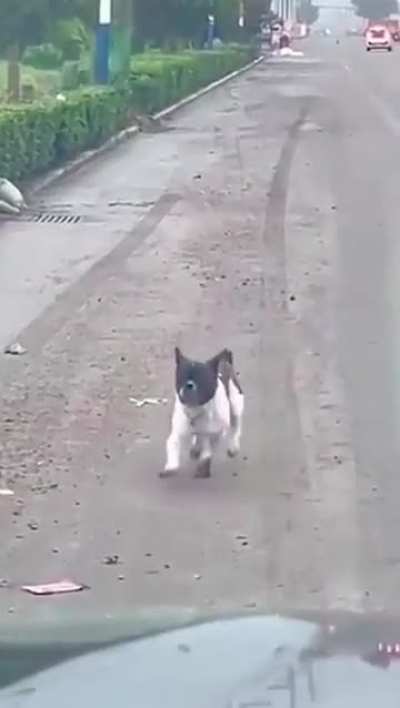 A day healed by a dog