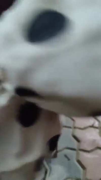 Funny moment with cat