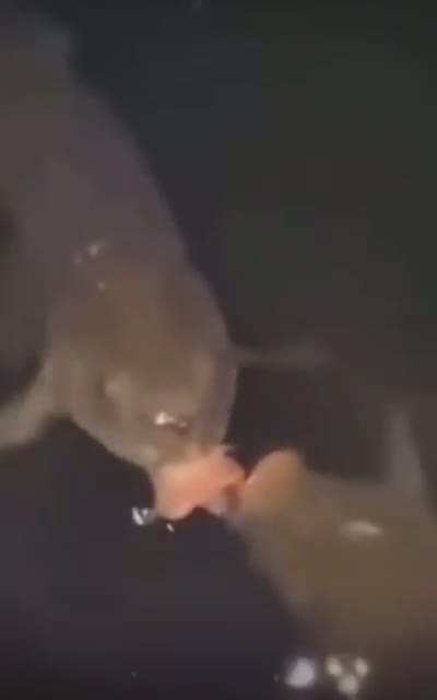 Gae