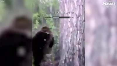 Random NPC kick a bear