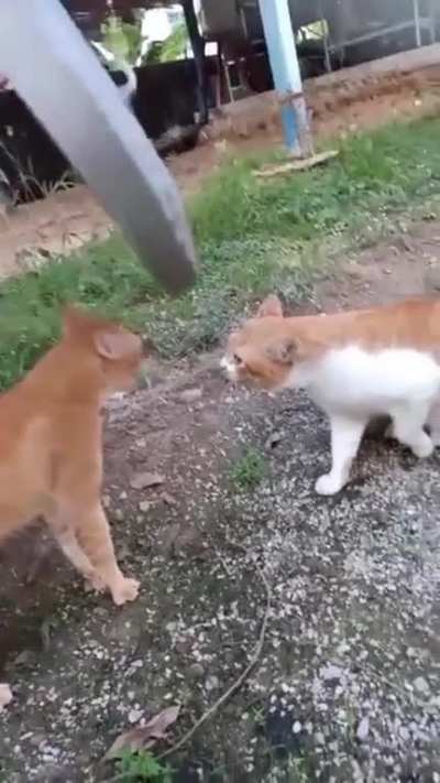It's a cat-off