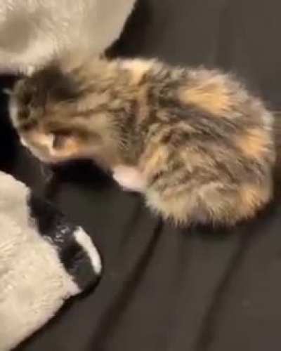 so tiny, yet so yelly (OP is u/Headshot03)