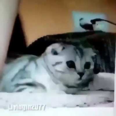 Gato._.
