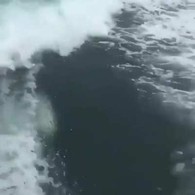A Curious Killer Whale