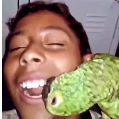 el gajo dentista