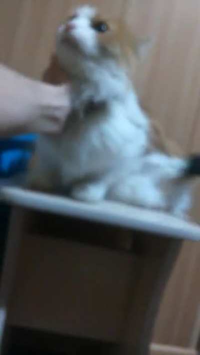 Тра-т<wbr>а-та, тра-т<wbr>а-та, пылес<wbr>осим мы кота!