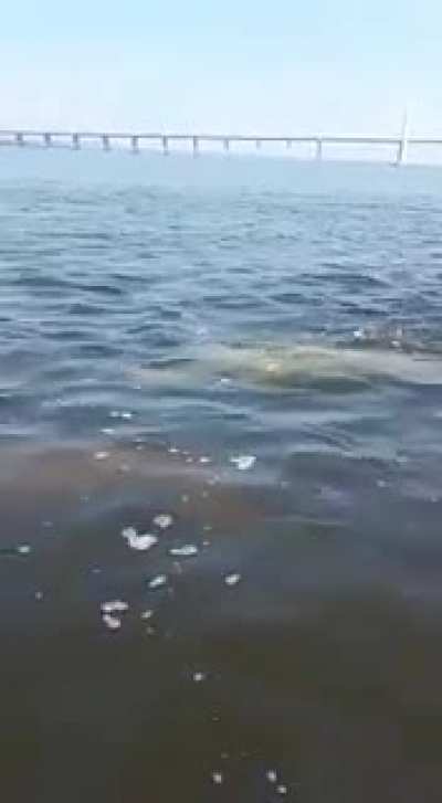 Dolphins spotted in Brunei waters