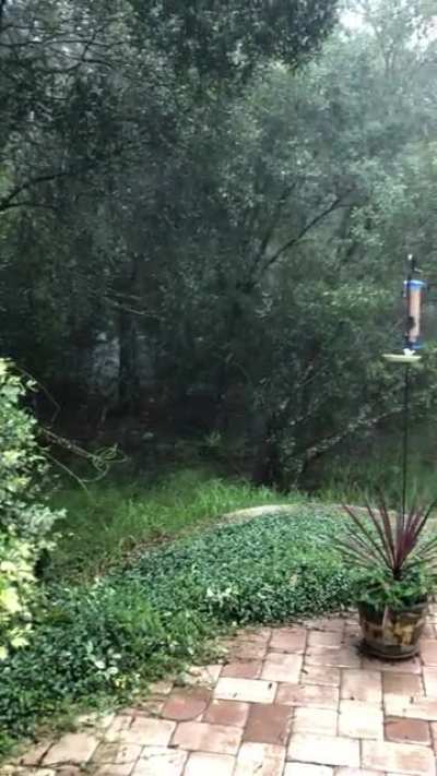 Tampa rain