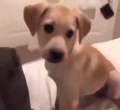 How adorable!