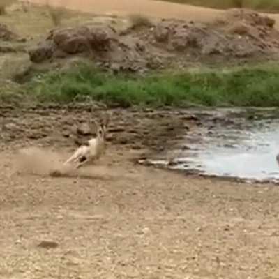 A gazelle with the juke of the century vs. a hungry lion