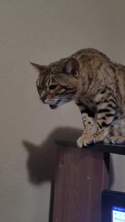 Does he want pets? Is he hungry? He yells, for he does not know.