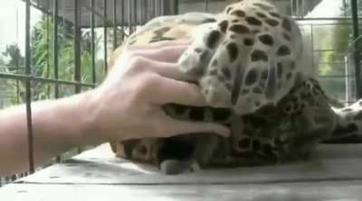 Rescued leopard demanding head scritches from their caretaker
