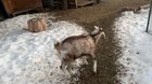 Mr. Floppers sure likes to dance.