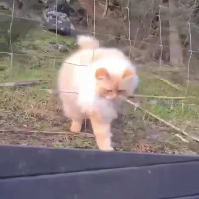 Floof