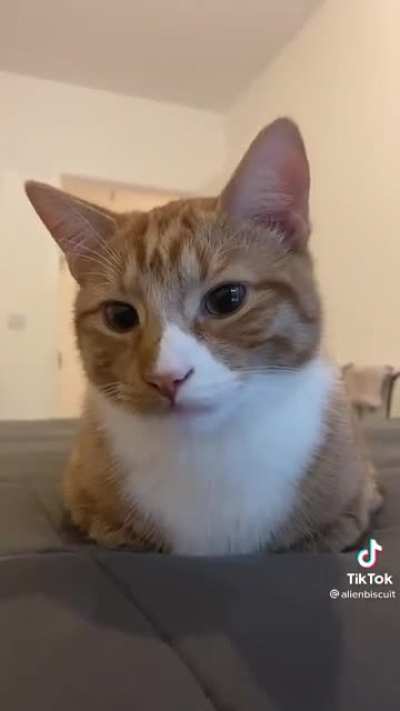 photogenic cat