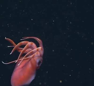 🐙 octopus