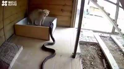 Cat knew what to do.