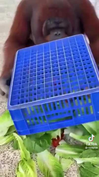 Monkey with a basket