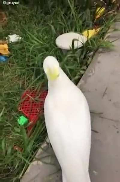 Bird