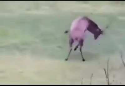 Deer who understands the goal of the game of soccer/football