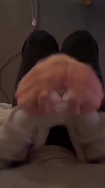 Cate pet