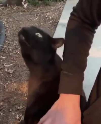 I think this cat is broken