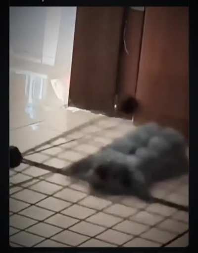 Escape attempts were made and foiled