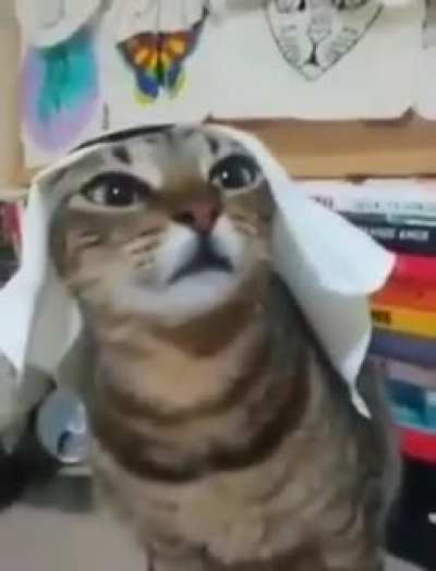 Miau das arábias