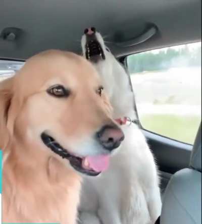 The Golden Retriever is like... Plz help me.