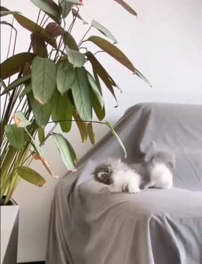 Little hunter in natural habitat