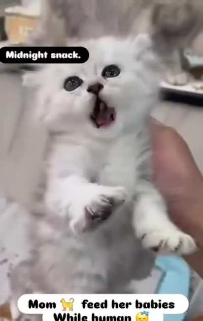learningtocat