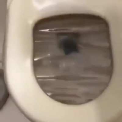 İ made perfectly cut screams complation i hope you liked it