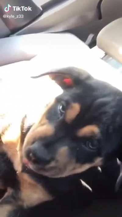 Still a good boy