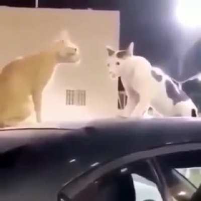 Gang shit (scary)