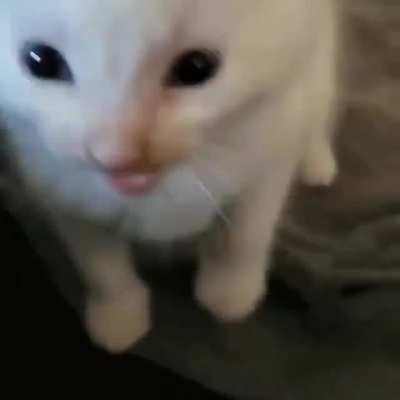 hi herbert