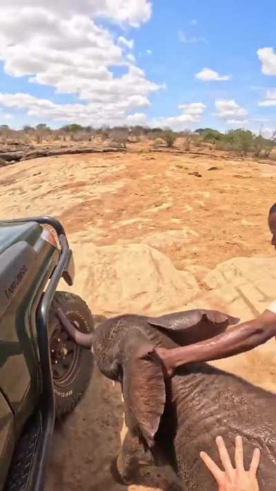 Helping a baby elephant regardless of the risks envolved