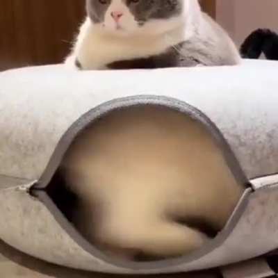 “What kind of bed is this”