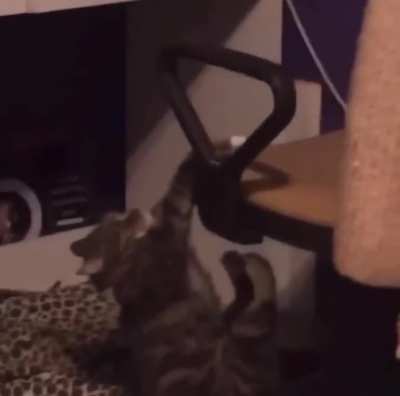 To climb a chair