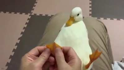 Ducky Pedi