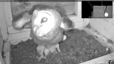 A Barn Owl defends her nest and chicks from an invading Rat Snake.