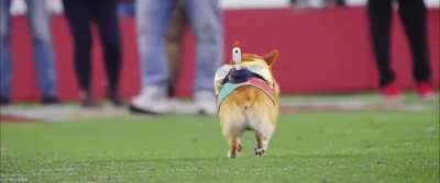 [Highlight] The San Francisco K9ers Corgi Race [OC]